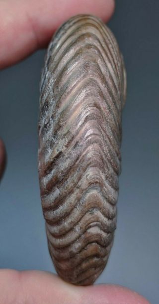 6,  7 cm (2,  6 in) pathological Ammonite shell Quenstedtoceras jurassic Russia 6