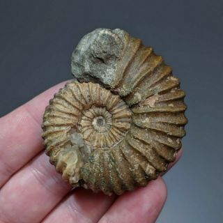 5,  9 Cm (2,  3 In) Ammonite Colombiceras Cretaceous Russia Russian Ammonit