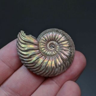 4 Cm (1,  6 In) Ammonite Shell Quenstedtoceras Jurassic Pyrite Russia Fossil