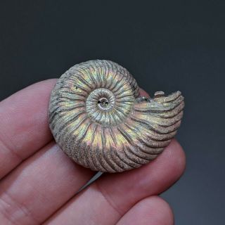 4 cm (1,  6 in) Ammonite shell Quenstedtoceras jurassic pyrite Russia fossil 2