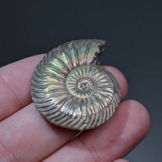 4 cm (1,  6 in) Ammonite shell Quenstedtoceras jurassic pyrite Russia fossil 3