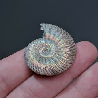 4 cm (1,  6 in) Ammonite shell Quenstedtoceras jurassic pyrite Russia fossil 4