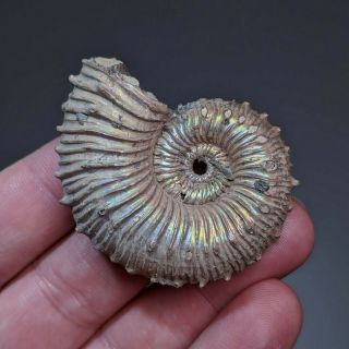 5 Cm (2 In) Ammonite Kosmoceras Pyrite Jurassic Russia Fossil Ammonit