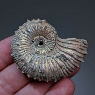 5 cm (2 in) Ammonite Kosmoceras pyrite jurassic Russia fossil ammonit 2