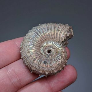 5 cm (2 in) Ammonite Kosmoceras pyrite jurassic Russia fossil ammonit 5