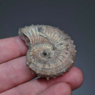 5 cm (2 in) Ammonite Kosmoceras pyrite jurassic Russia fossil ammonit 6