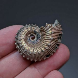 3,  5 Cm (1,  4 In) Ammonite Kosmoceras Pyrite Jurassic Russia Fossil Ammonit