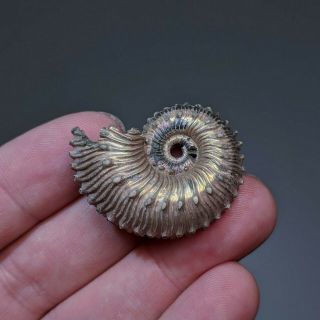 3,  5 cm (1,  4 in) Ammonite Kosmoceras pyrite jurassic Russia fossil ammonit 2