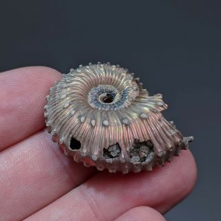 3,  5 cm (1,  4 in) Ammonite Kosmoceras pyrite jurassic Russia fossil ammonit 3