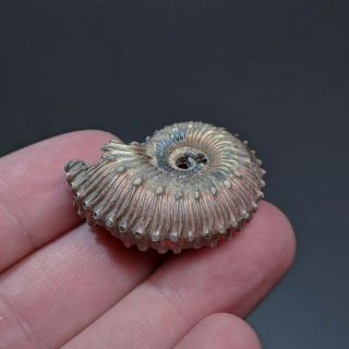 3,  5 cm (1,  4 in) Ammonite Kosmoceras pyrite jurassic Russia fossil ammonit 4
