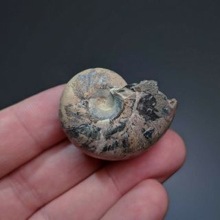 3,  7 Cm (1,  5 In) Nautilida Shell Cenoceras Jurassic Pyrite Russia Fossil Nautilus