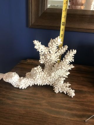 Large Piece Owhite Unique Sea Coral Fossil,  Display,  Beach Decor,  Craft,  Garden