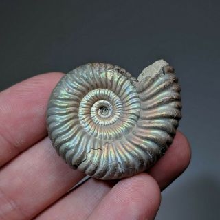 4 cm (1,  6 in) Ammonite pathological Vertumniceras jurassic Russia ammonit 2