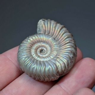 4 cm (1,  6 in) Ammonite pathological Vertumniceras jurassic Russia ammonit 3