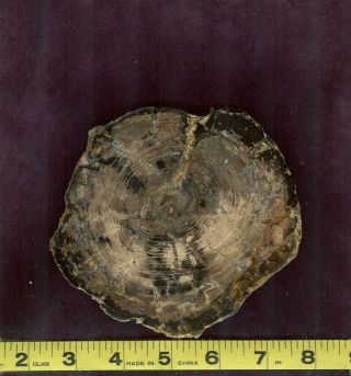 (cp1) Petrified Wood Sequoia Root