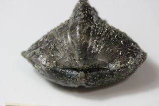 Pyritized Brachiopod - Aaaa Museum Quality - The Top Dog Out There - Ohio Find