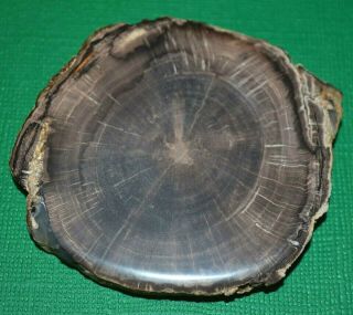 Petrified Wood Limb Casting Slice From Wyoming Cut & Polished In United States