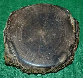 Petrified Wood Limb Casting Slice From Wyoming Cut & Polished In United States 2