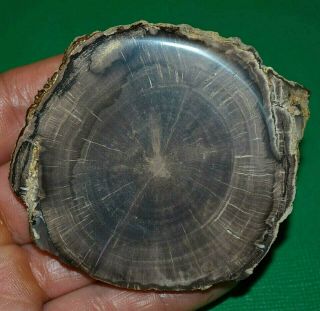 Petrified Wood Limb Casting Slice From Wyoming Cut & Polished In United States 3
