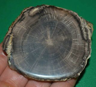 Petrified Wood Limb Casting Slice From Wyoming Cut & Polished In United States 4