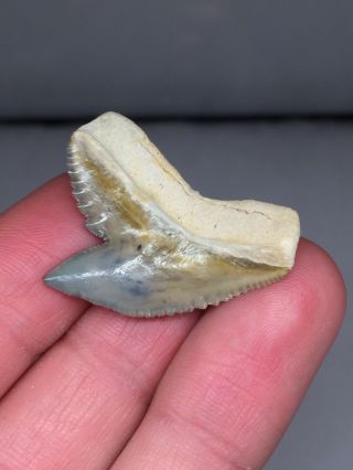 Huge Bone Valley Tiger Shark Tooth Gem Megalodon Era Killer