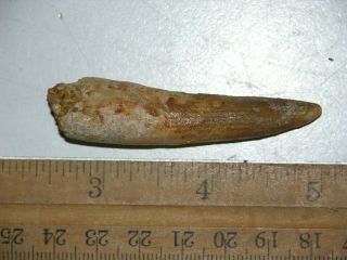 Dinosaur Fossil Tooth Spinosaurus Cretaceous Era Bigger 2.  25 Inch Long B39