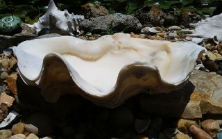 Giant Clam Shell Natural Tridacna Gigas Shell 11 X 8 X 4 With Black Spot