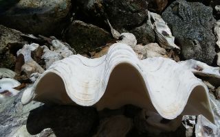 Clam Shell Giant Natural Tridacna Shell 10 - 1/2 X 7 X 3 Big Ruffles