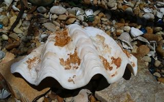 Clam Shell Giant Natural Tridacna Shell 11 X 7 X 4 With Brown Top Life