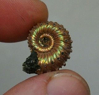 18mm Kosmoceras Spinosum Pyrite Ammonite Fossils Callovian Fossilien Russia