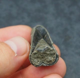 69mm Belemnite Acroelites Prepared Phragmocone Fossils Fossiles Fossilien France