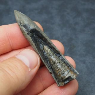 69mm Belemnite Acroelites Prepared Phragmocone fossils fossiles Fossilien France 2