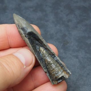 69mm Belemnite Acroelites Prepared Phragmocone fossils fossiles Fossilien France 3