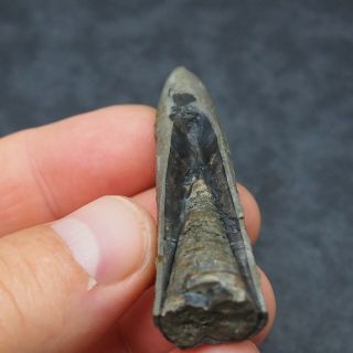 69mm Belemnite Acroelites Prepared Phragmocone fossils fossiles Fossilien France 6
