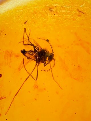 C252 - Diptera In Fossil Burmite Insect Amber Cretaceous Dinosaur Period