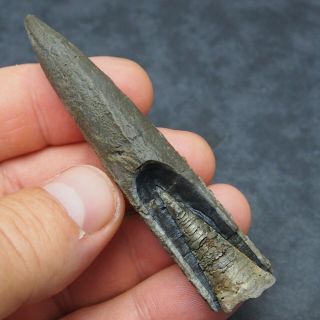 84mm Belemnite Acroelites Prepared Phragmocone Fossils Fossiles Fossilien France