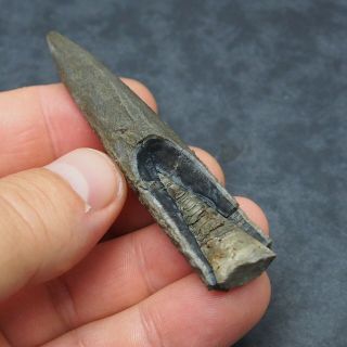 84mm Belemnite Acroelites Prepared Phragmocone fossils fossiles Fossilien France 2