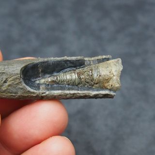 84mm Belemnite Acroelites Prepared Phragmocone fossils fossiles Fossilien France 3