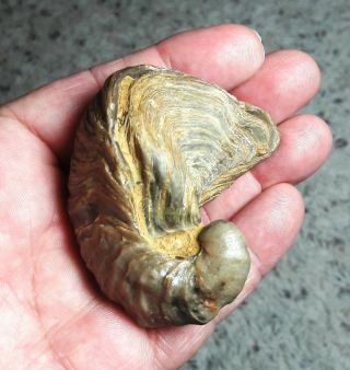 Perfect Quality Gryphaea “devils Toenail” Complete Perfect Shell From Texas