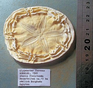 Fine And 5.  5cm Sand Dollar Glypeaster Fervens; Pleistocene Of Egypt