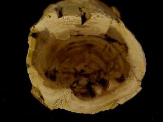 Rw " Petrified Wood Limb " From Saddle Mountain ?