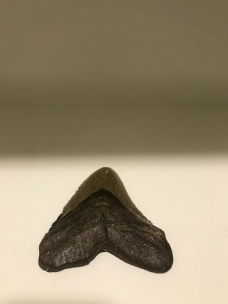 Megalodon Giant Shark Tooth Natural Large 4.  1/2 "