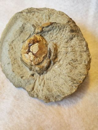 Fossilized Crab 3