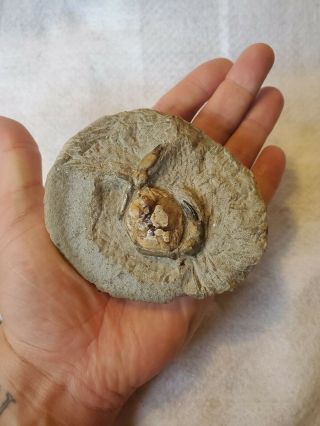 Fossilized Crab 4