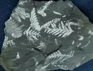 12.  5×8.  5 " Reversable Museum Quality,  White Carboniferous St Clair Pa Fern Fossil