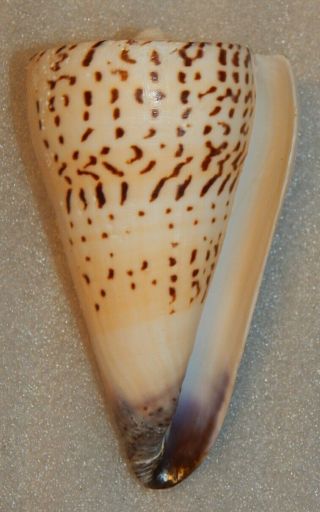 Seashell Conus Moncuri 126.  8mm Rare Now