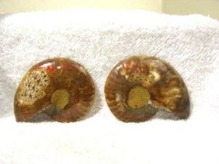 Ammonite Jurassic Cleoniceras Split & Polished Both Sides Ammolite 2.  8 Inch T10