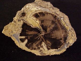 Rw  " Petrified Wood Round " From The Blue Forest In Wyoming