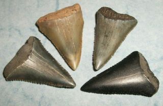 4 Great White Megalodon Era Fossil Shark Teeth In The 1 To 1 And 1/2 Inch Range