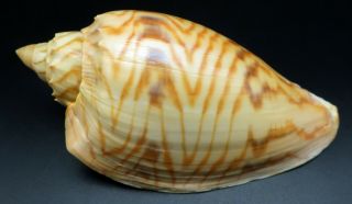 pattern Voluta Amoria jansae F,  111 mm seashell Australia IG 2